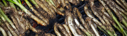 calçots