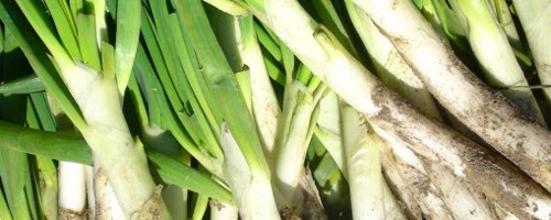 calçots