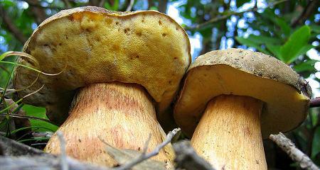 ceps